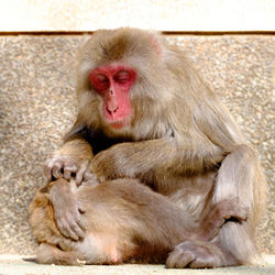 Close-up of monkeys against wall