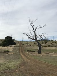 Bare tree on field against sky