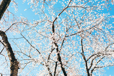 Low angle view of cherry tree against blue sky