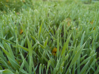 Full frame shot of dew on grass