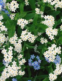 Full frame of white flowers