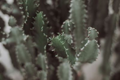 Close-up of succulent plant