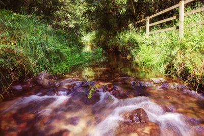 View of stream flowing through forest