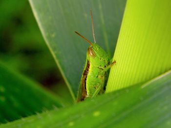 Close-up of insect on leaf