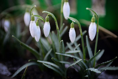 Close-up of white flowering plant