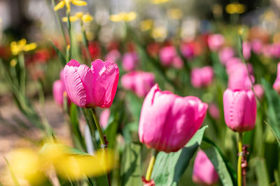 Close-up of pink tulips on field