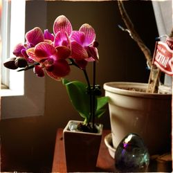 Potted plants in vase