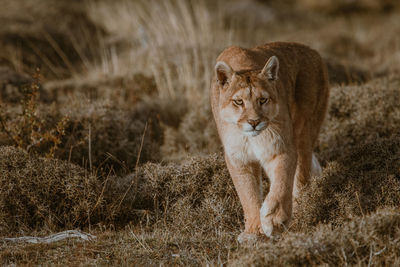 Portrait of mountain lion by plants