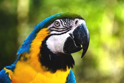 Close-up of a parrot