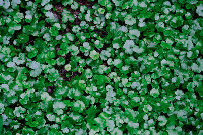 Full frame shot of fresh green plants