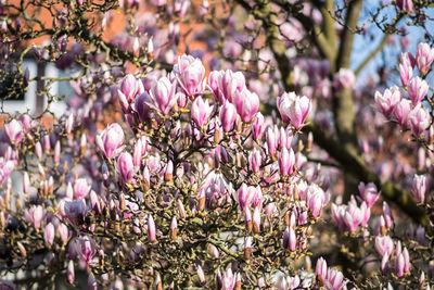 Close-up of pink flowering plant