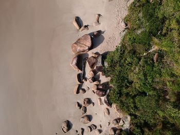 High angle view of plant on land