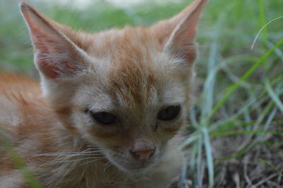 Close-up of cat on grass
