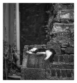 Cat on a wall