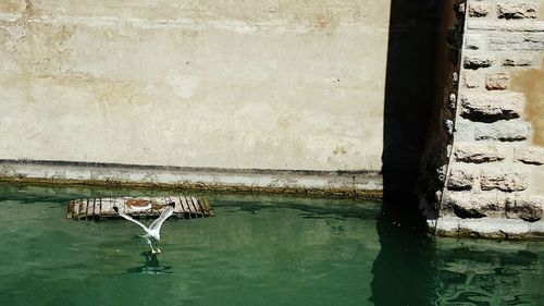 Bird flying over lake