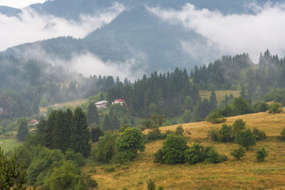 Fog in the forest at bulgaria.