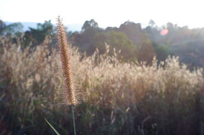 Close-up of stalks in field against sky