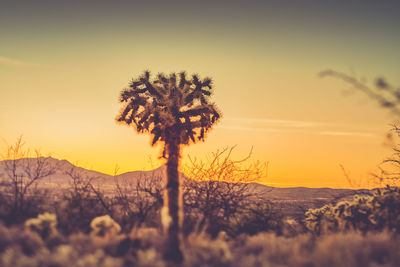 Close-up of flower tree against sky during sunset