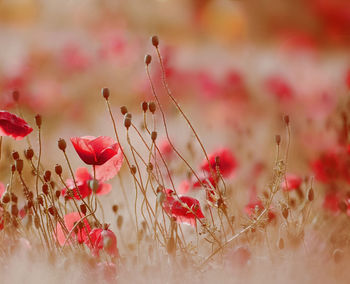 Close-up of pink flowers