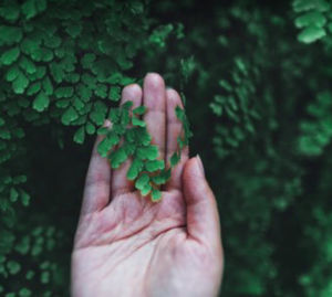 Close-up of hand holding plant