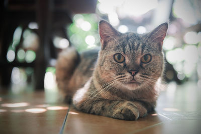 Cute siamese cat look at camera. pet and anmimal concept