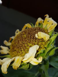 Close-up of sunflower against black background