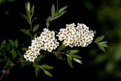 Close-up of white flowering plant