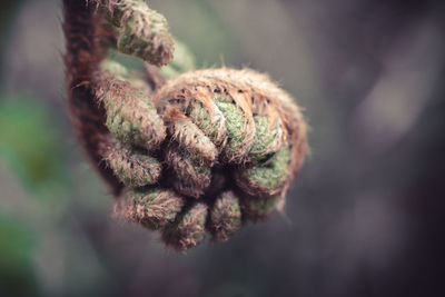 Close-up of dried plant