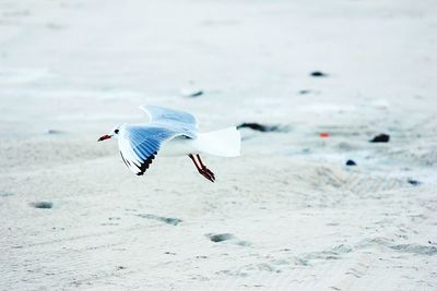 Close-up of seagulls flying over beach