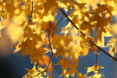 Low angle view of yellow flowering plant