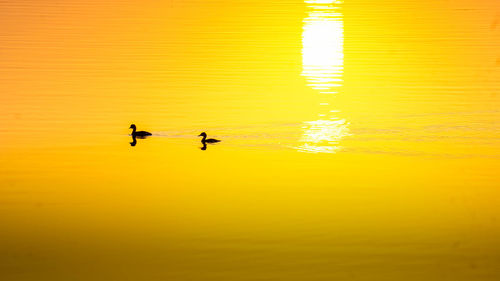 Silhouette birds on lake during sunset