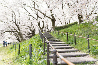 View of cherry trees on footpath