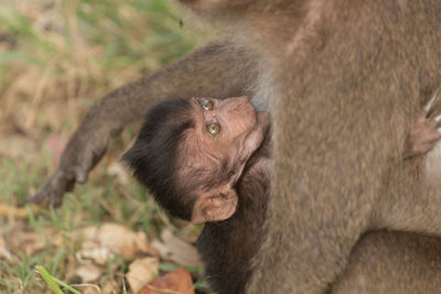 Close-up of long-tailed macaque feeding infant at zoo