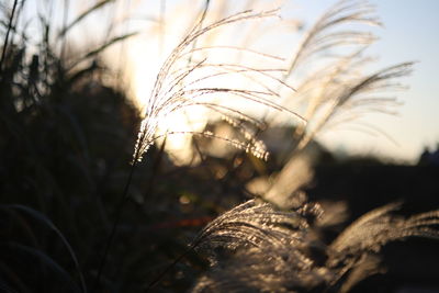 Close-up of plant on field against sky