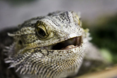 Close-up of lizard