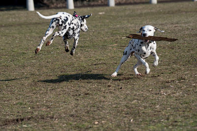 Dogs playing with dog running in park