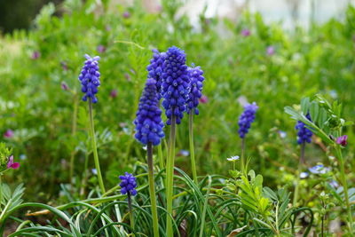 Close-up of purple flowering plants on field