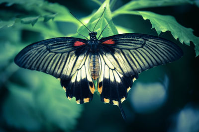 Close-up of butterfly on leaf