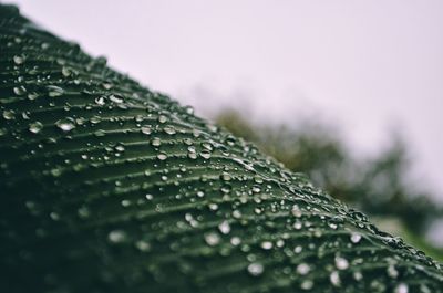 Close-up of water drops on leaf