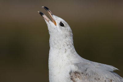 Close-up of bird