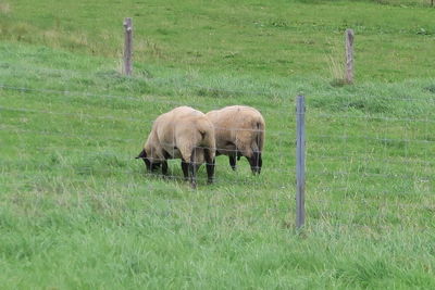 Sheep grazing in a field