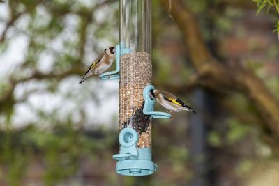 Bird perching on a feeder