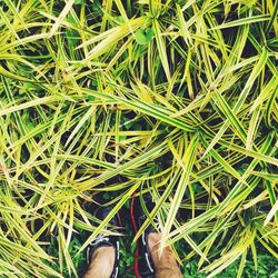 Full frame shot of grass