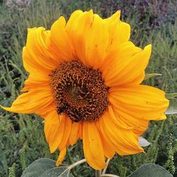 Close-up of yellow flower