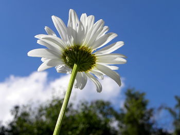 Close-up of white flowering plant against clear sky