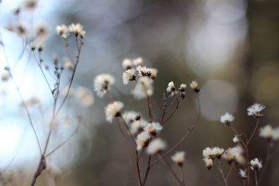 Close-up of white flowering plant