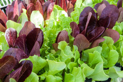 Close-up of plants