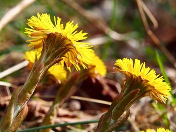 Close-up of yellow flowering plant on field