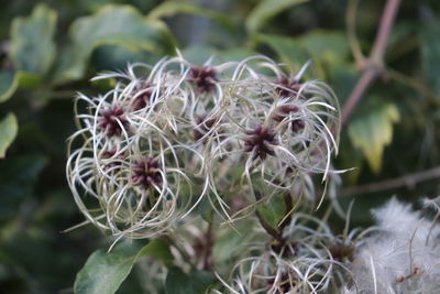 Close-up of wilted plant