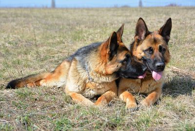 Dog lying in grass